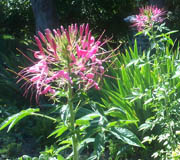 Pink-flowered cleome (V.I. Lohr)