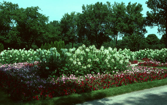 Cleome hasslerana (center) with pink and red petunias (V.I. Lohr)