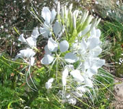 White-flowered cleome (V.I. Lohr)