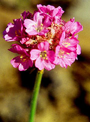 Armeria maritima flower (V.I. Lohr)