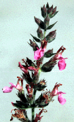 Teucrium chamaedrys flowers