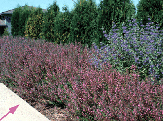 Informal:  Teucrium chamaedrys massed with Caryopteris X clandonensis 'Blue Mist'