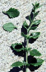 Teucrium chamaedrys leaves and stem