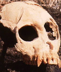 Proconsul africanus skull