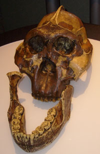 http://commons.wikimedia.org/wiki/Image:Australopithecus_boisei_skull.jpg
