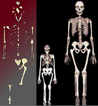 http://www.wsu.edu/gened/learn-modules/top_longfor/timeline/afarensis/images/afarensis-three-skeletons.jpeg