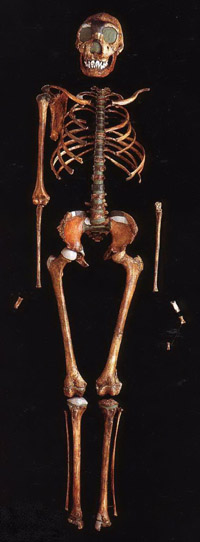 http://www.wsu.edu/gened/learn-modules/top_longfor/timeline/erectus/images/erectus-skeleton.jpeg