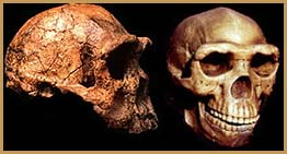 http://www.wsu.edu/gened/learn-modules/top_longfor/timeline/erectus/images/erectus-two-skulls.jpeg