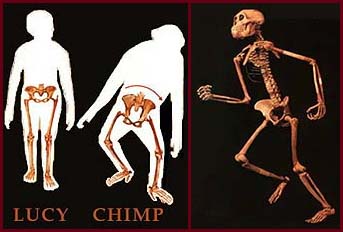 http://www.wsu.edu/gened/learn-modules/top_longfor/timeline/afarensis/images/lucy-chimp-skeleton.jpeg