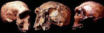 http://www.wsu.edu/gened/learn-modules/top_longfor/timeline/h-sapiens/images/three-skulls-black.jpeg