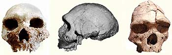 http://www.wsu.edu/gened/learn-modules/top_longfor/timeline/h-sapiens/images/three-skulls-white.jpeg