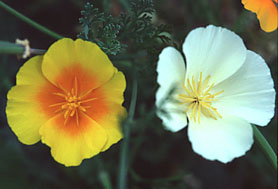 Eschscholzia californica flowers (V.I. Lohr)