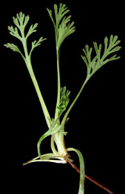 Eschscholzia californica leaves (V.I. Lohr)