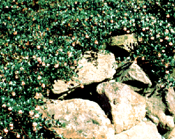 Arctostaphylos uva-ursi on a rock wall (R. Maleike)