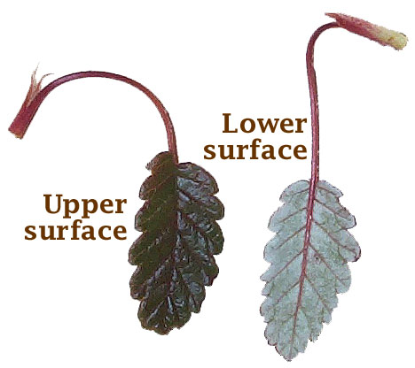 Upper and lower surfaces of Dryas leaves (Lohr)