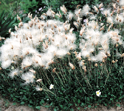 Dryas octopetala with seedheads (V. Lohr)
