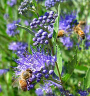 Caryopteris x clandonensis flowers with bees (V.I. Lohr)