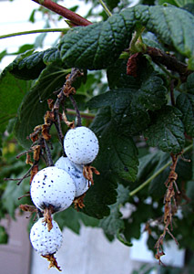 Ribes sanguineum fruit (Lohr)