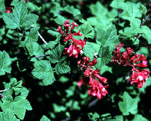 Ribes sanguineum leaves and flowers (V. Lohr)