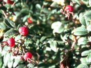 Rosa rugosa fruit (C.H. Pearson-Mims)