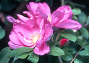 Rosa rugosa var. rubra (C.H. Pearson-Mims)