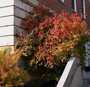 Viburnum xburkwoodii fall color (V.I. Lohr)