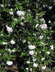 Viburnum xburkwoodii flowers (V.I. Lohr)