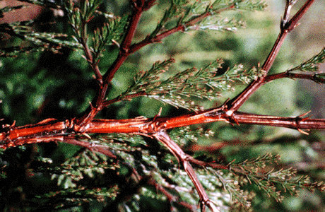 Calocedrus decurrens twig with reddish bark (R.Maleike)