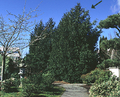 Calocedrus decurrens in the Japanese garden in  Olympia, WA (V. Lohr)